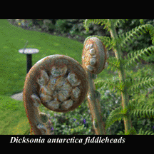 fiddleheads